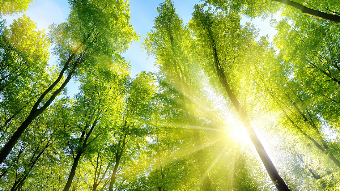 Carbon Footprint Trees